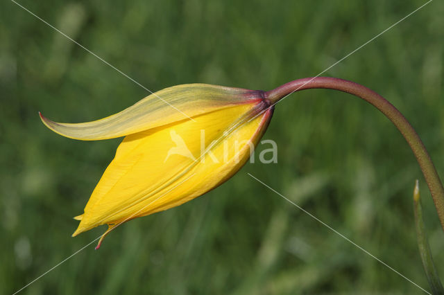 Bostulp (Tulipa sylvestris)