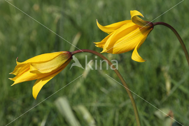 Bostulp (Tulipa sylvestris)