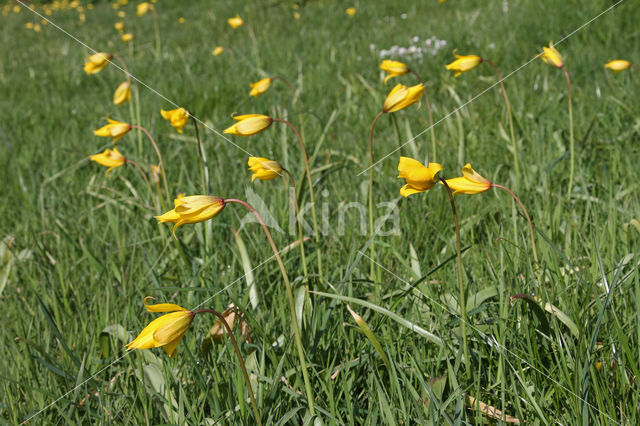 Wild Tulip (Tulipa sylvestris)