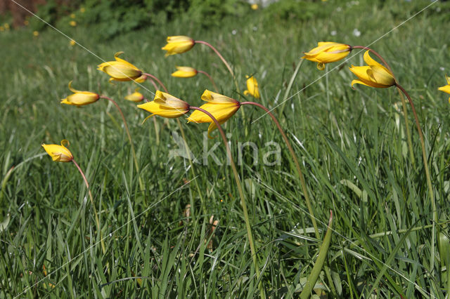 Wild Tulip (Tulipa sylvestris)