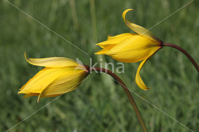 Bostulp (Tulipa sylvestris)