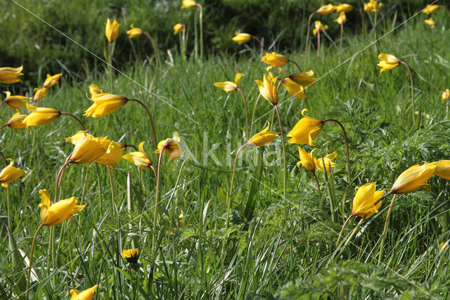 Wild Tulip (Tulipa sylvestris)