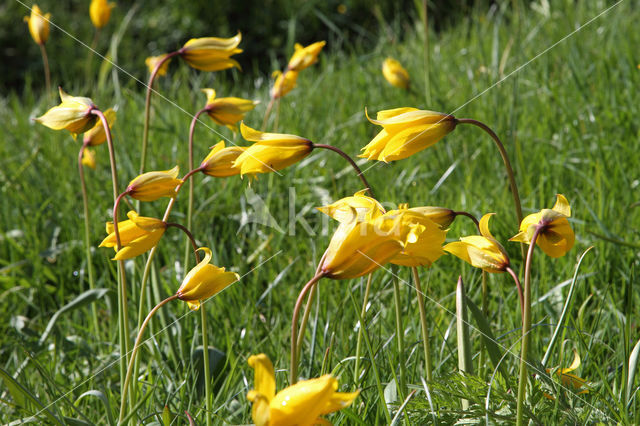 Bostulp (Tulipa sylvestris)