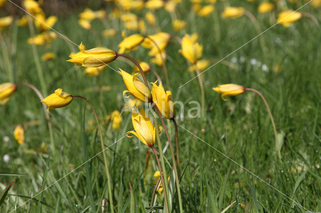 Wild Tulip (Tulipa sylvestris)