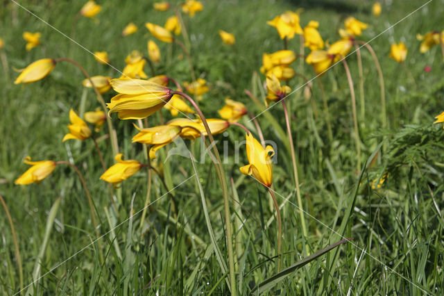 Bostulp (Tulipa sylvestris)