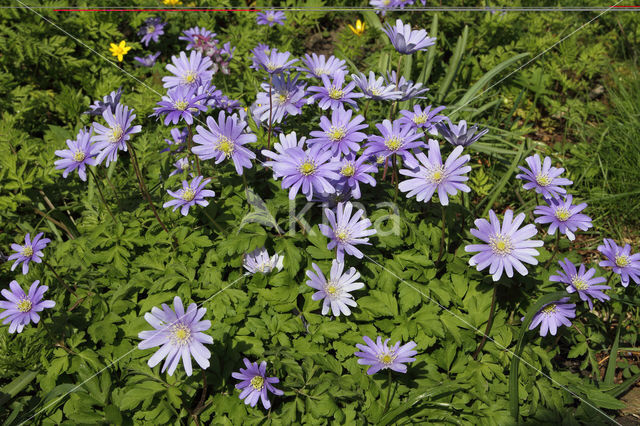 Blauwe anemoon (Anemone apennina)