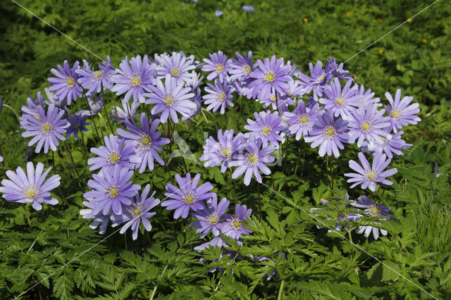 Blauwe anemoon (Anemone apennina)