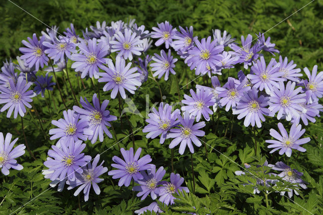 Blue Anemone (Anemone apennina)