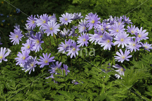 Blue Anemone (Anemone apennina)