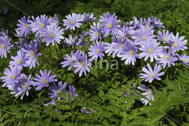 Blauwe anemoon (Anemone apennina)