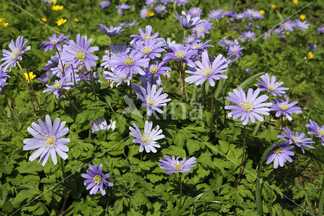 Blauwe anemoon (Anemone apennina)