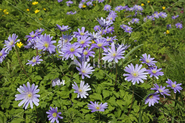 Blauwe anemoon (Anemone apennina)