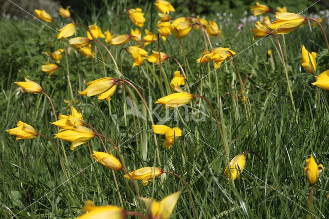 Bostulp (Tulipa sylvestris)