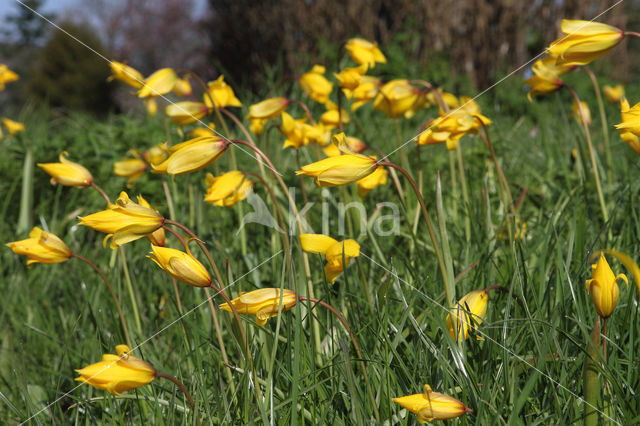 Wild Tulip (Tulipa sylvestris)