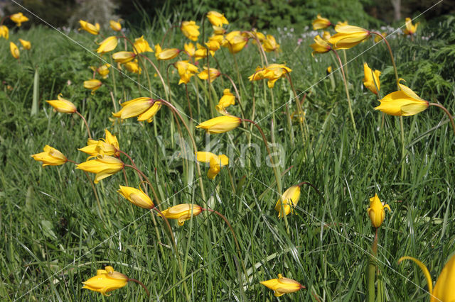 Bostulp (Tulipa sylvestris)