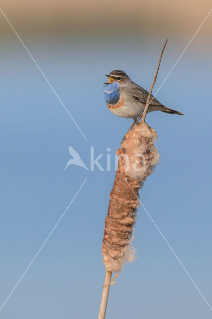 Blauwborst (Luscinia svecica)