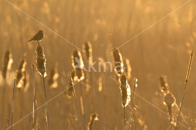 Bluethroat (Luscinia svecica)