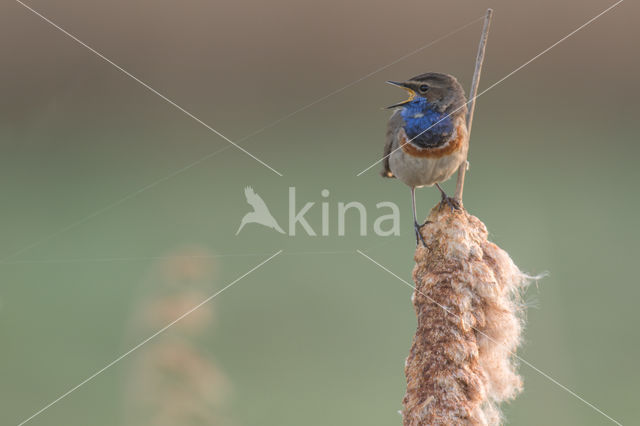 Blauwborst (Luscinia svecica)