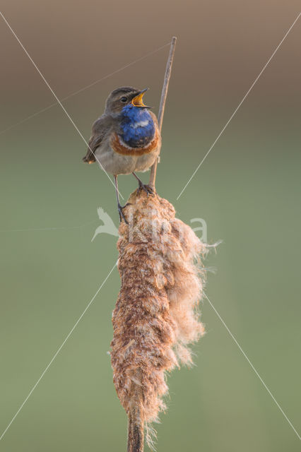 Blauwborst (Luscinia svecica)