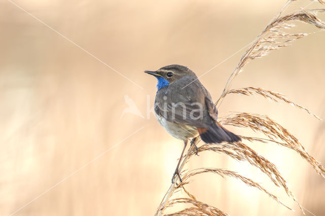 Blauwborst (Luscinia svecica)