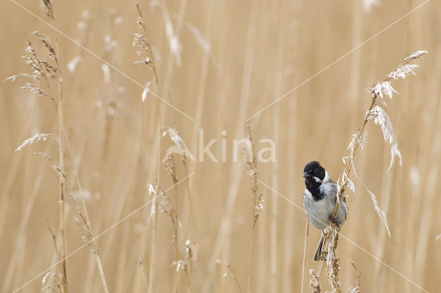 Rietgors (Emberiza schoeniclus)