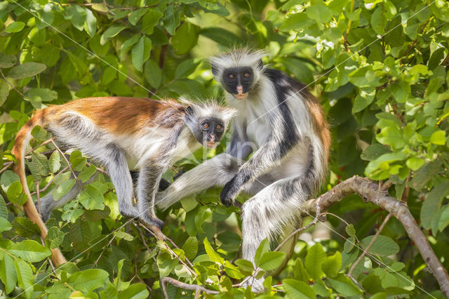 Zanzibar franjeaap (Procolobus kirkii)