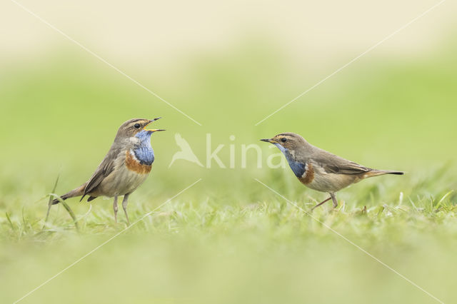 Witgesterde blauwborst