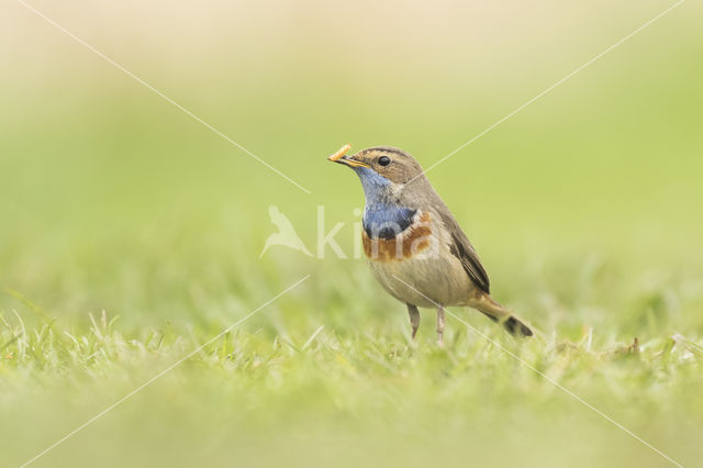 Witgesterde blauwborst