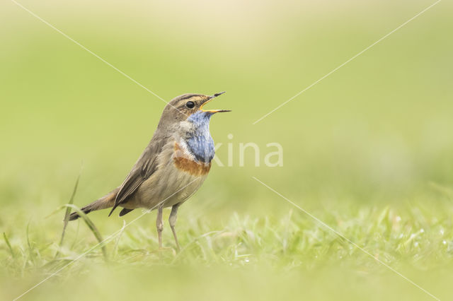 Witgesterde blauwborst