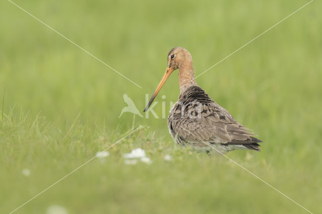 Grutto (Limosa limosa)