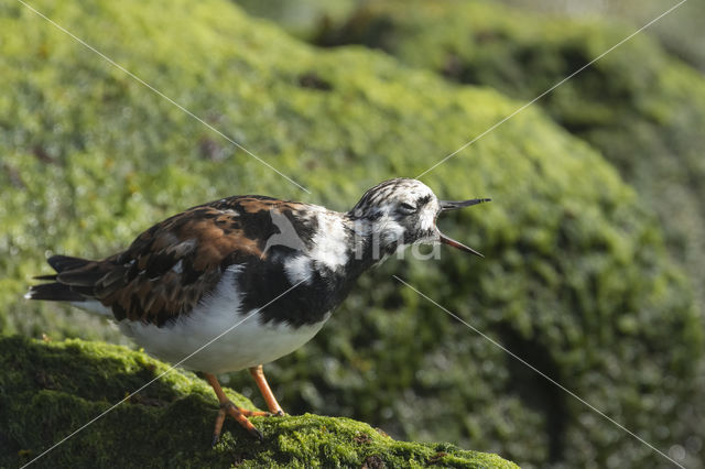 Steenloper (Arenaria interpres)