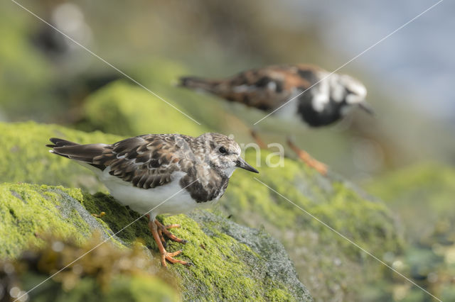 Steenloper (Arenaria interpres)