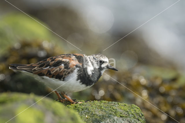 Steenloper (Arenaria interpres)