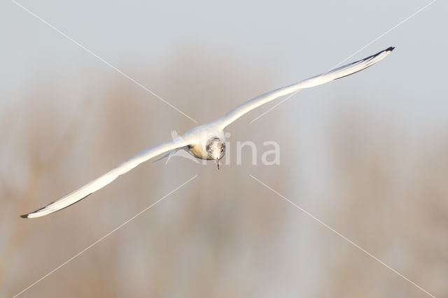 Black-headed Gull (Larus ridibundus)