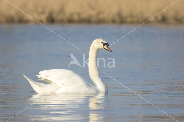 Knobbelzwaan (Cygnus olor)