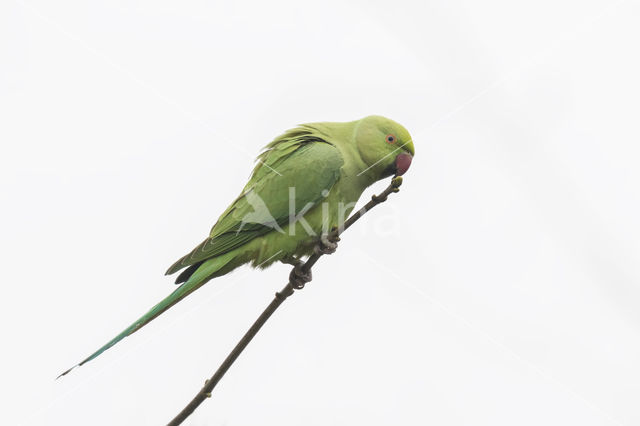 Rose-ringed Parakeet (Psittacula krameri)