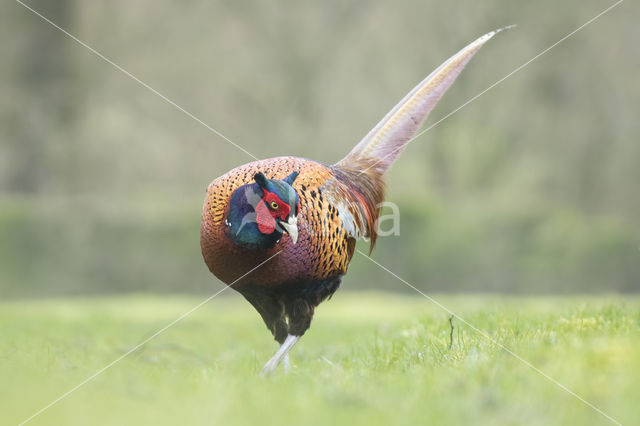 Ring-necked Pheasant (Phasianus colchicus)