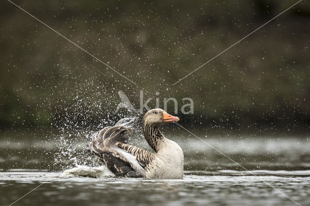 Grauwe Gans (Anser anser)