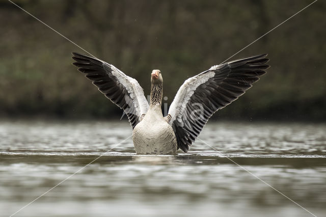 Grey Lag-Goose (Anser anser)