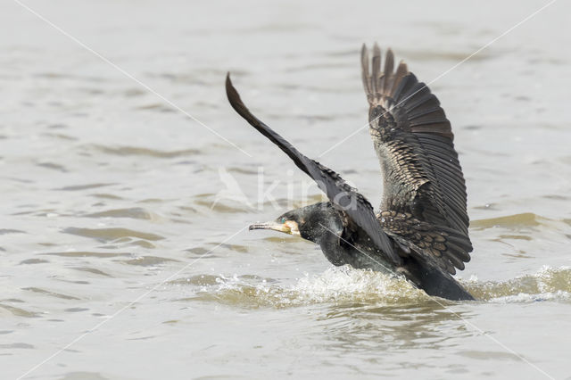 Aalscholver (Phalacrocorax carbo)