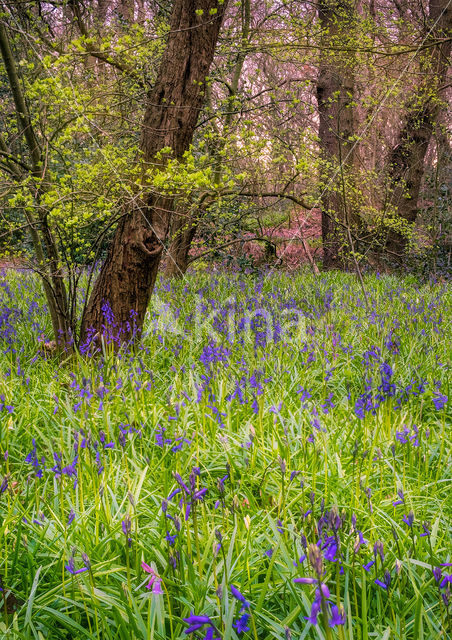 Hyacinth (Hyacinthus spec)