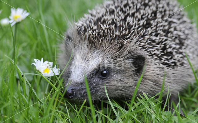 Hedgehog (Erinaceus europaeus)