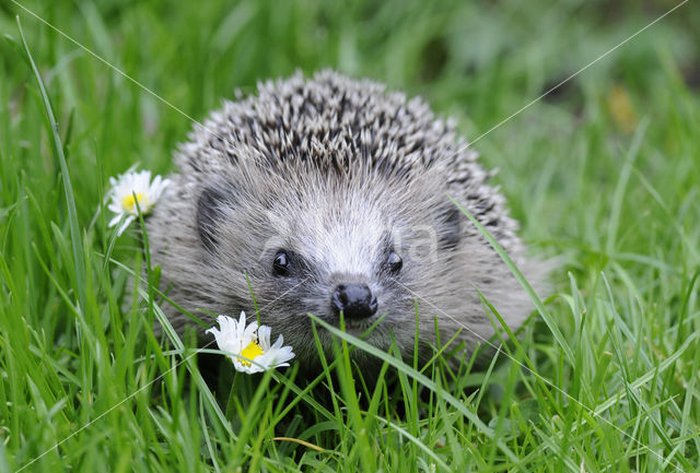 Hedgehog (Erinaceus europaeus)