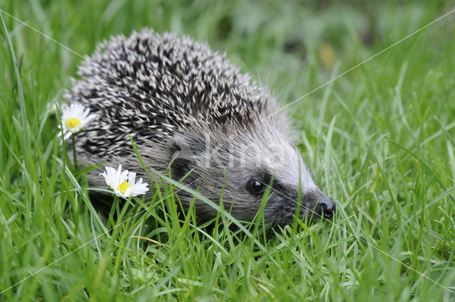 Hedgehog (Erinaceus europaeus)