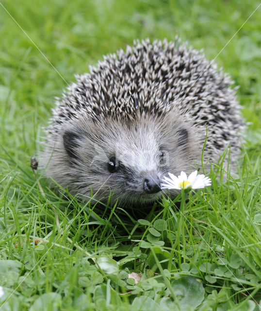 Hedgehog (Erinaceus europaeus)