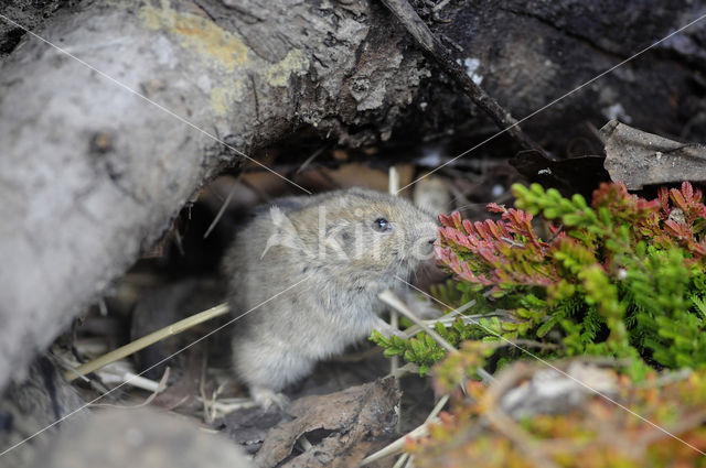 Steppe vole (Lagurus lagurus)