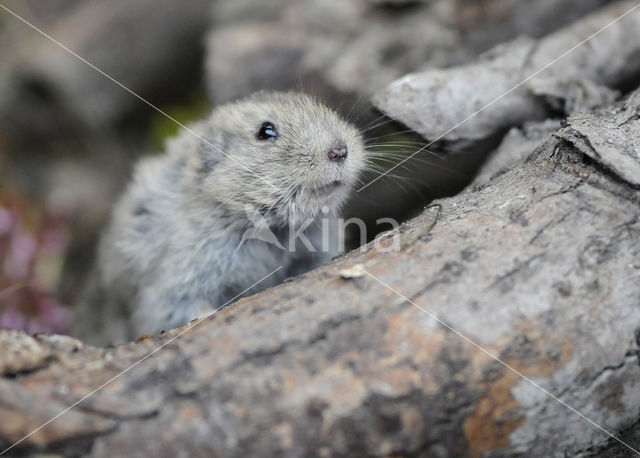 Steppe vole (Lagurus lagurus)