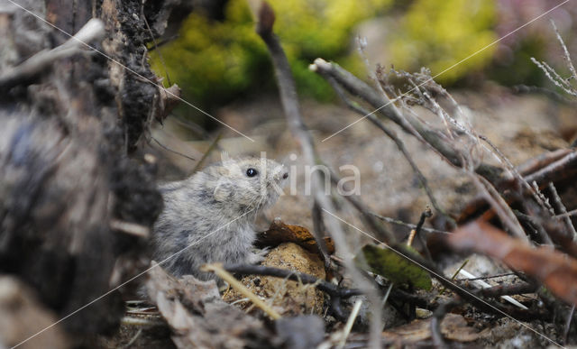 Steppe vole (Lagurus lagurus)