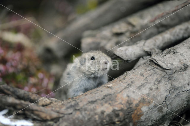 Steppe vole (Lagurus lagurus)