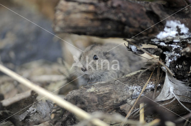 Steppe vole (Lagurus lagurus)